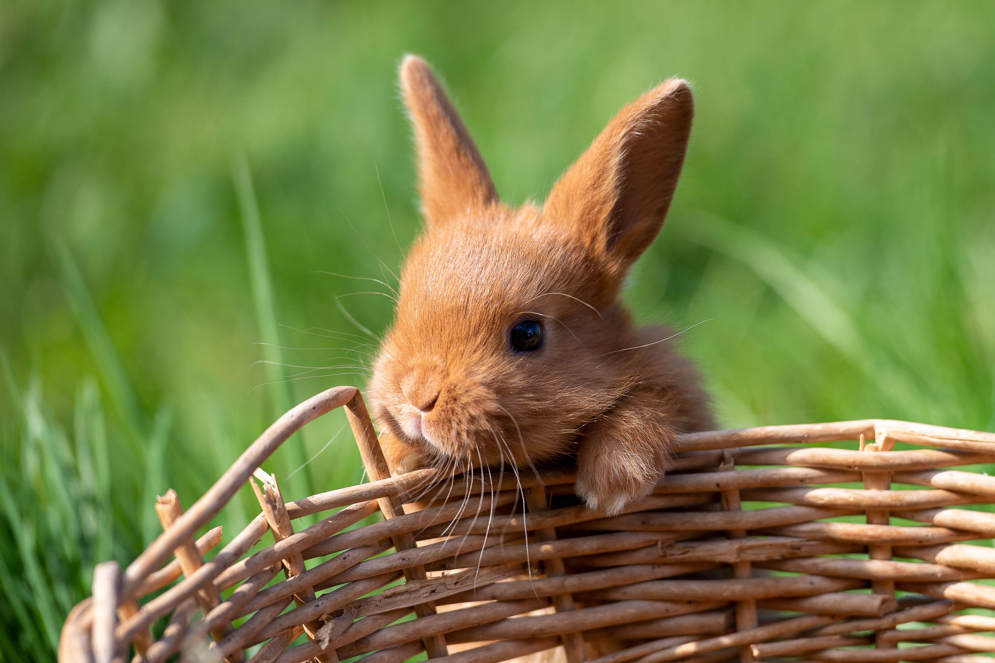 Tiere (1)
