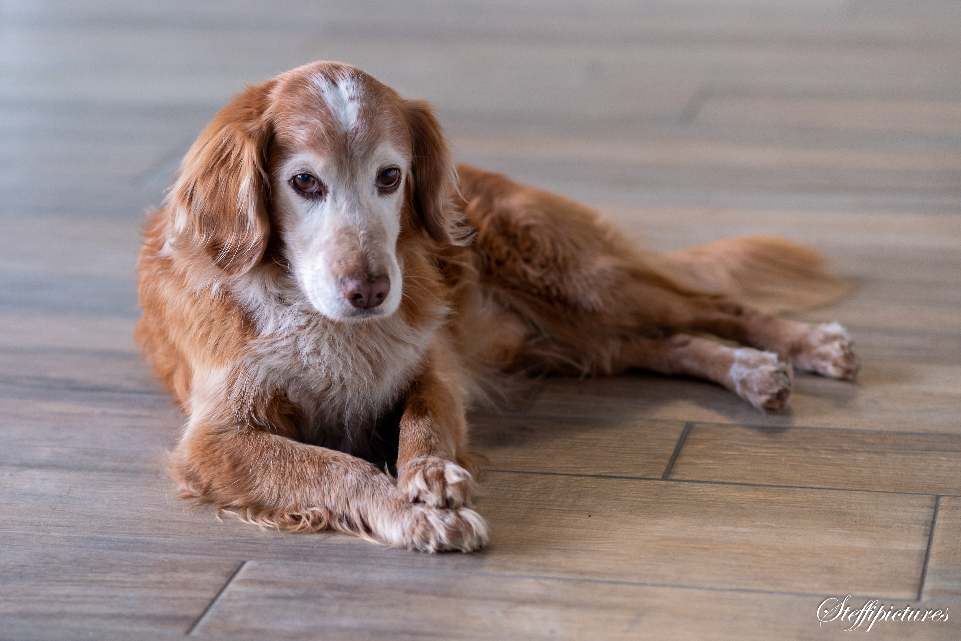 Tiere (100)