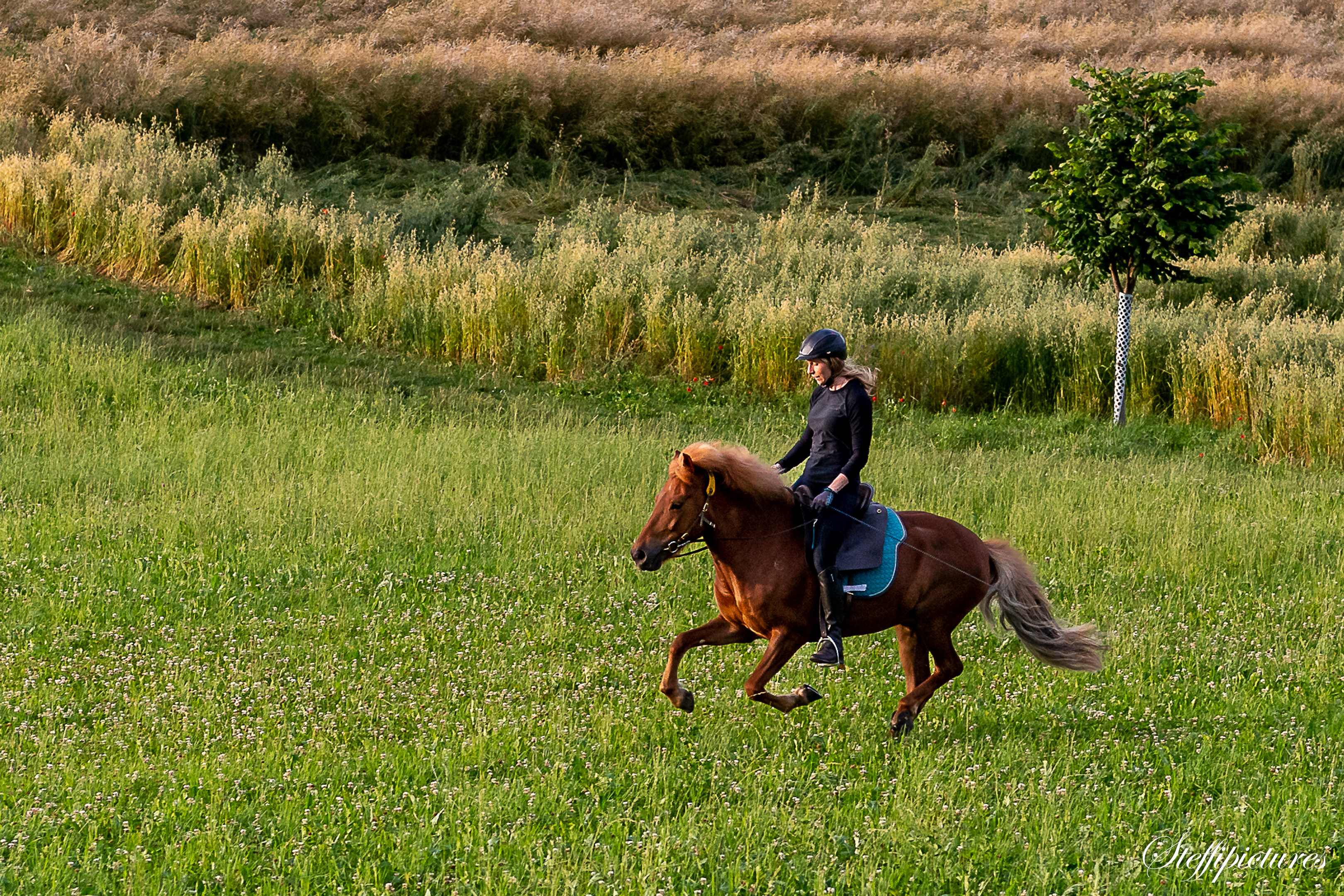 Tiere (107)