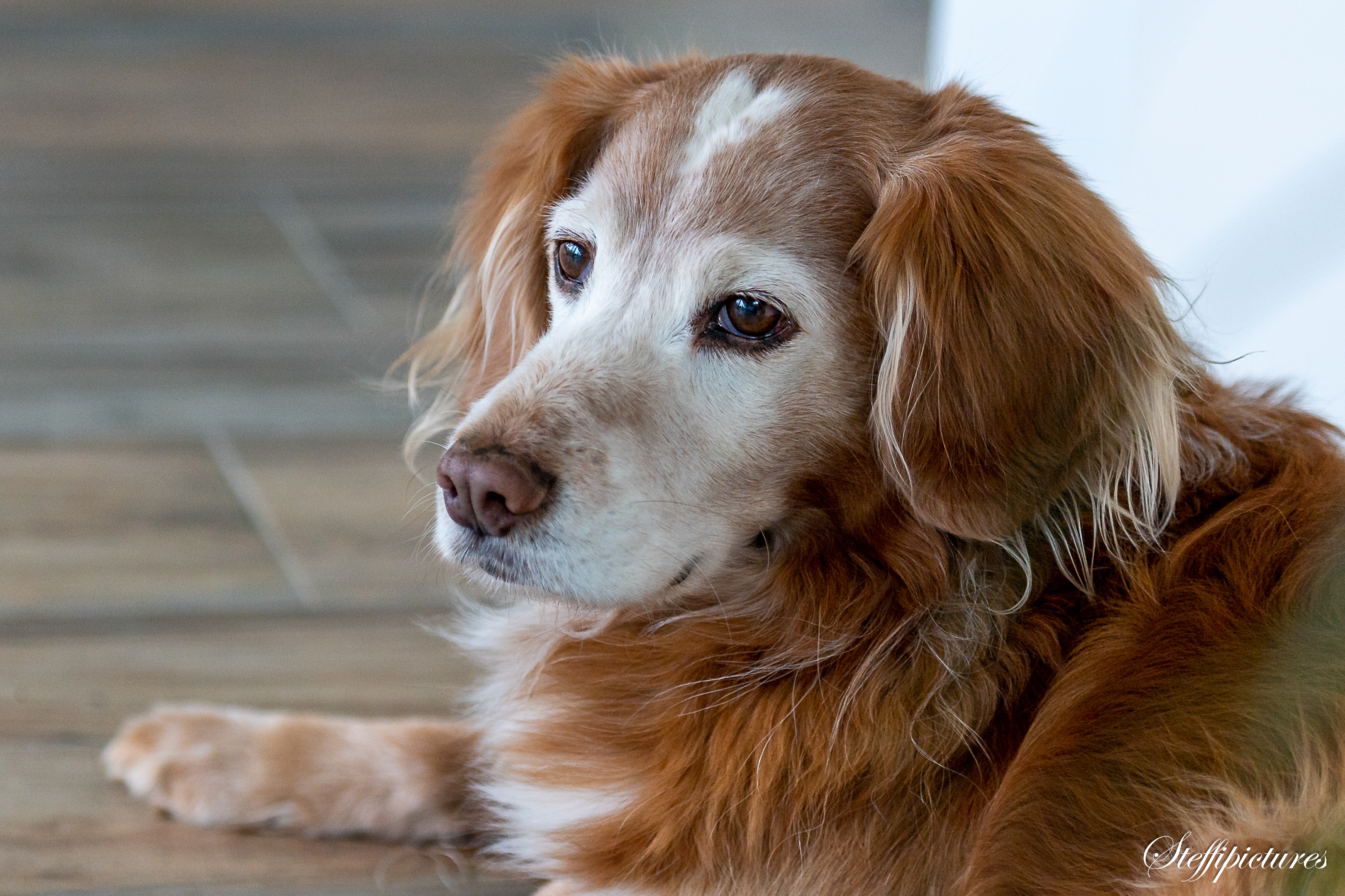 Tiere (114)