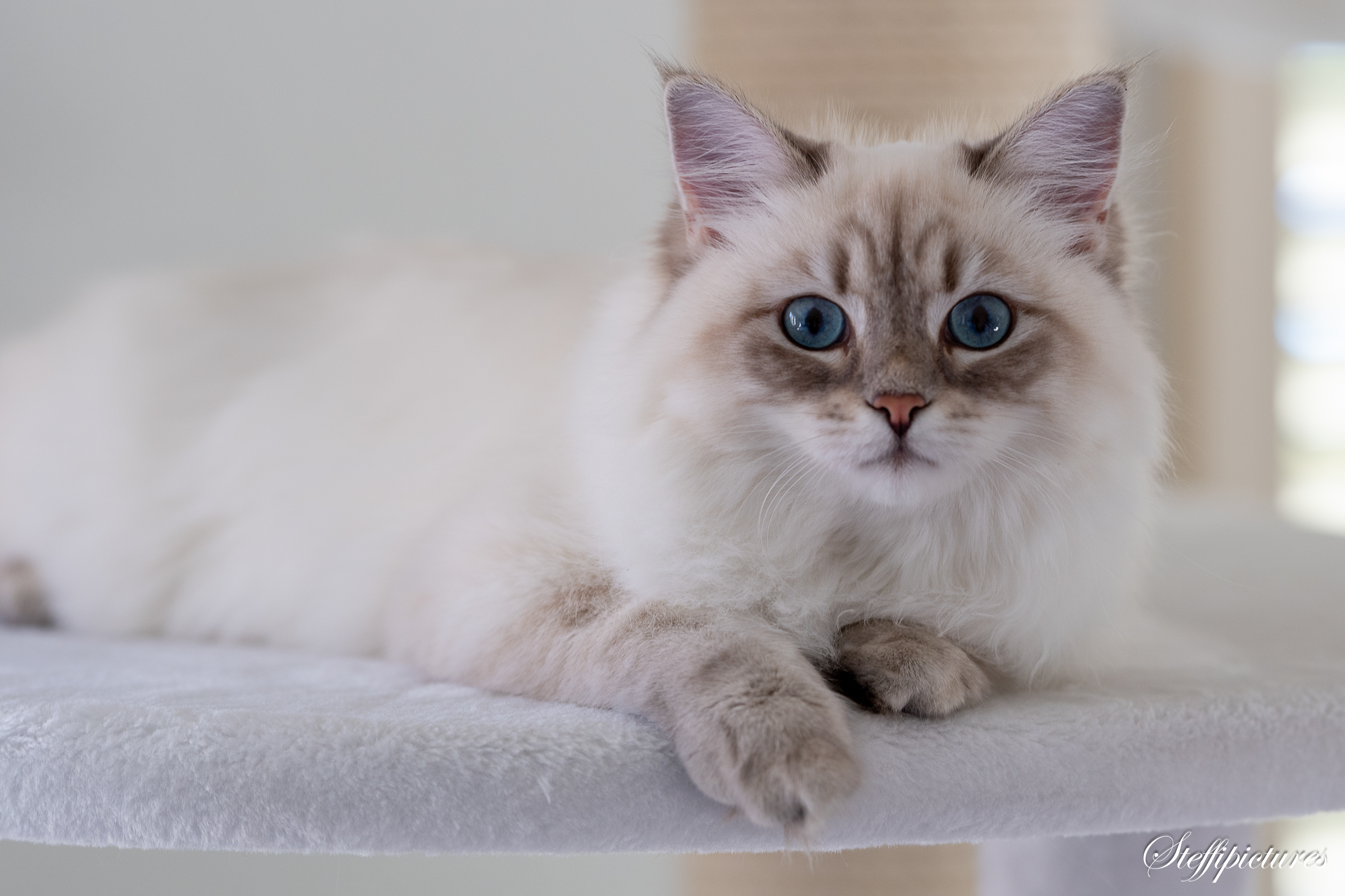 Tiere (118)