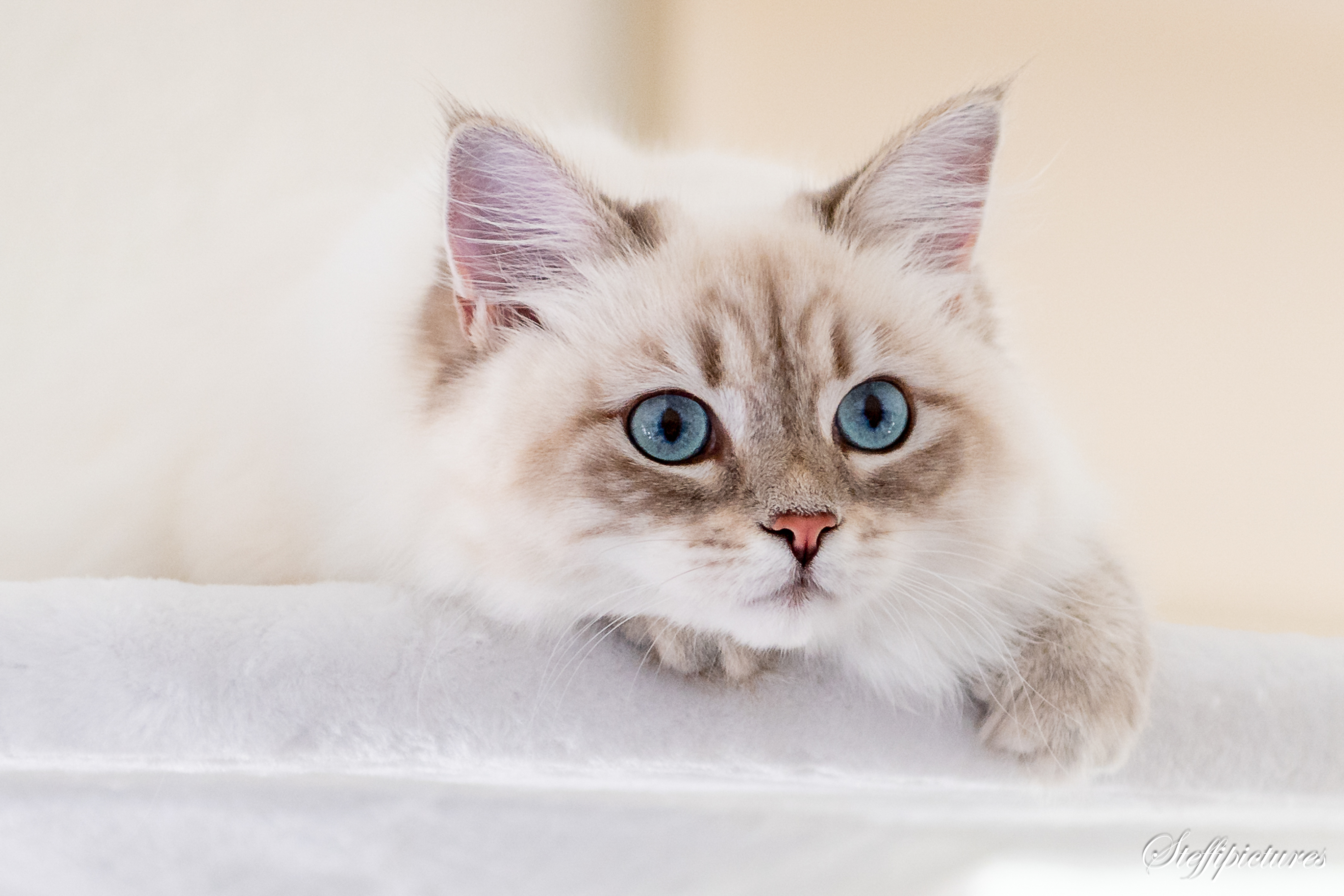 Tiere (125)