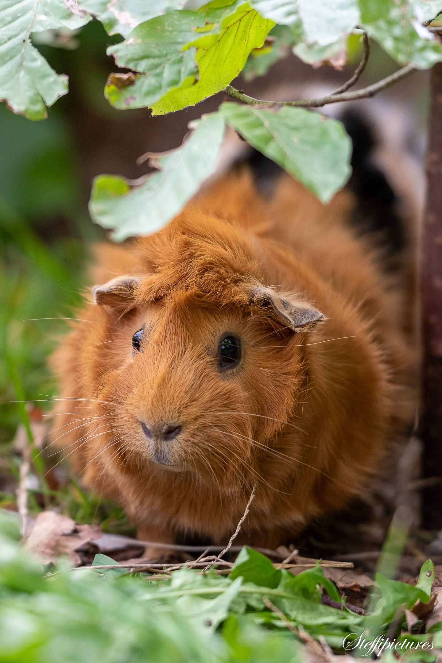 Tiere (16)