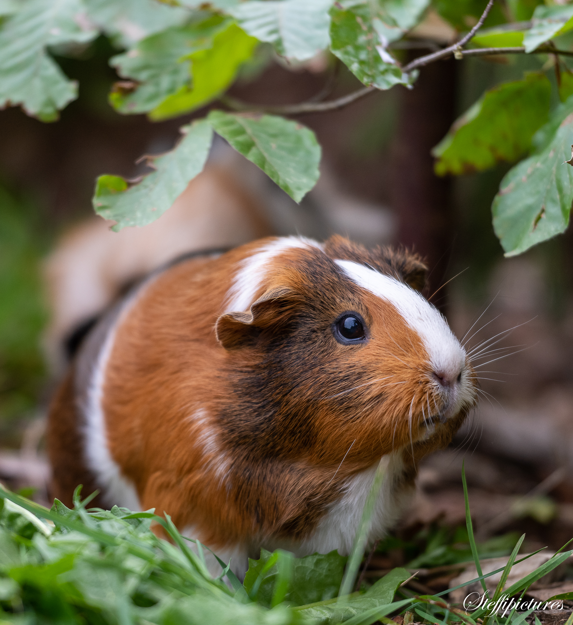 Tiere (17)