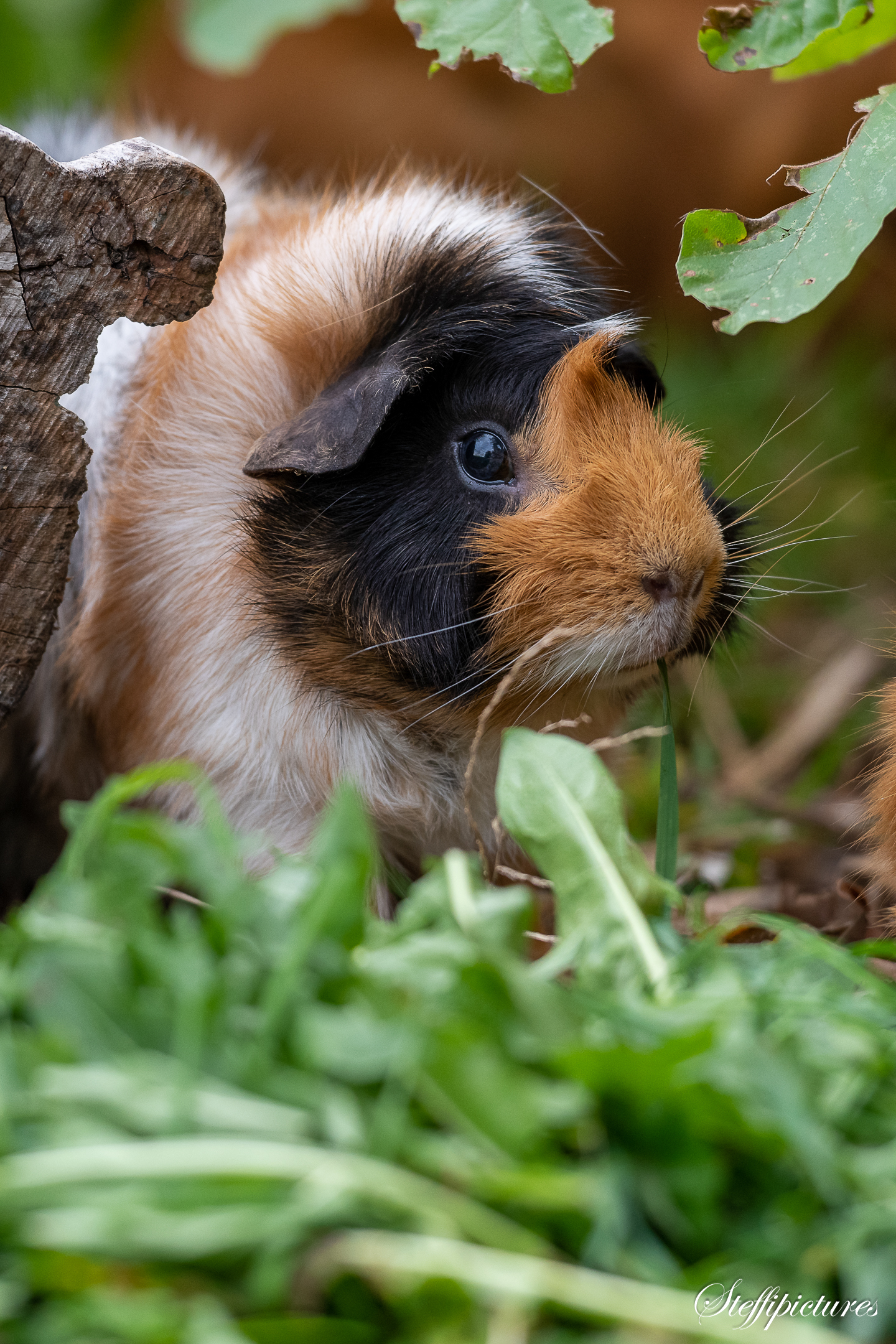 Tiere (18)
