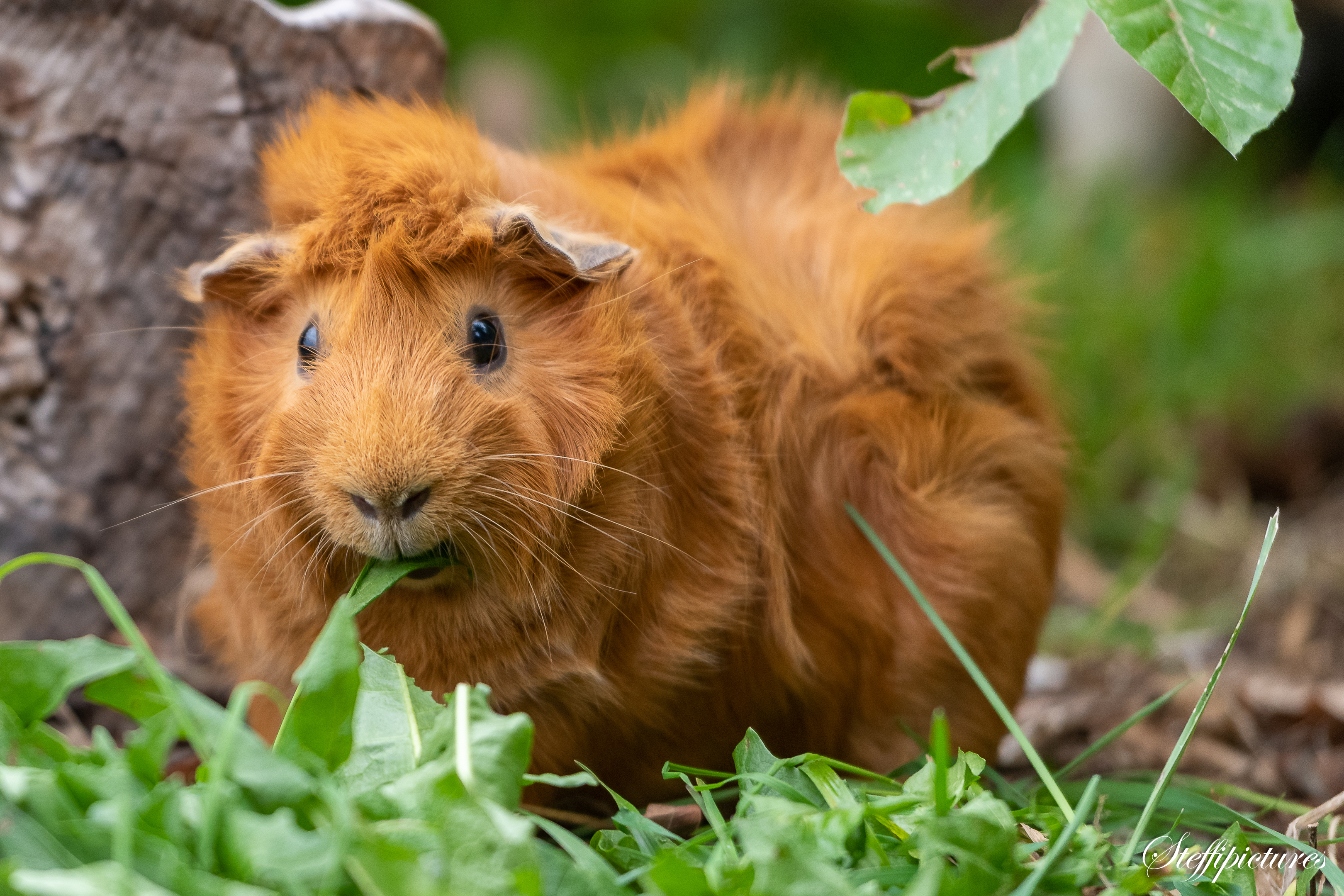Tiere (21)