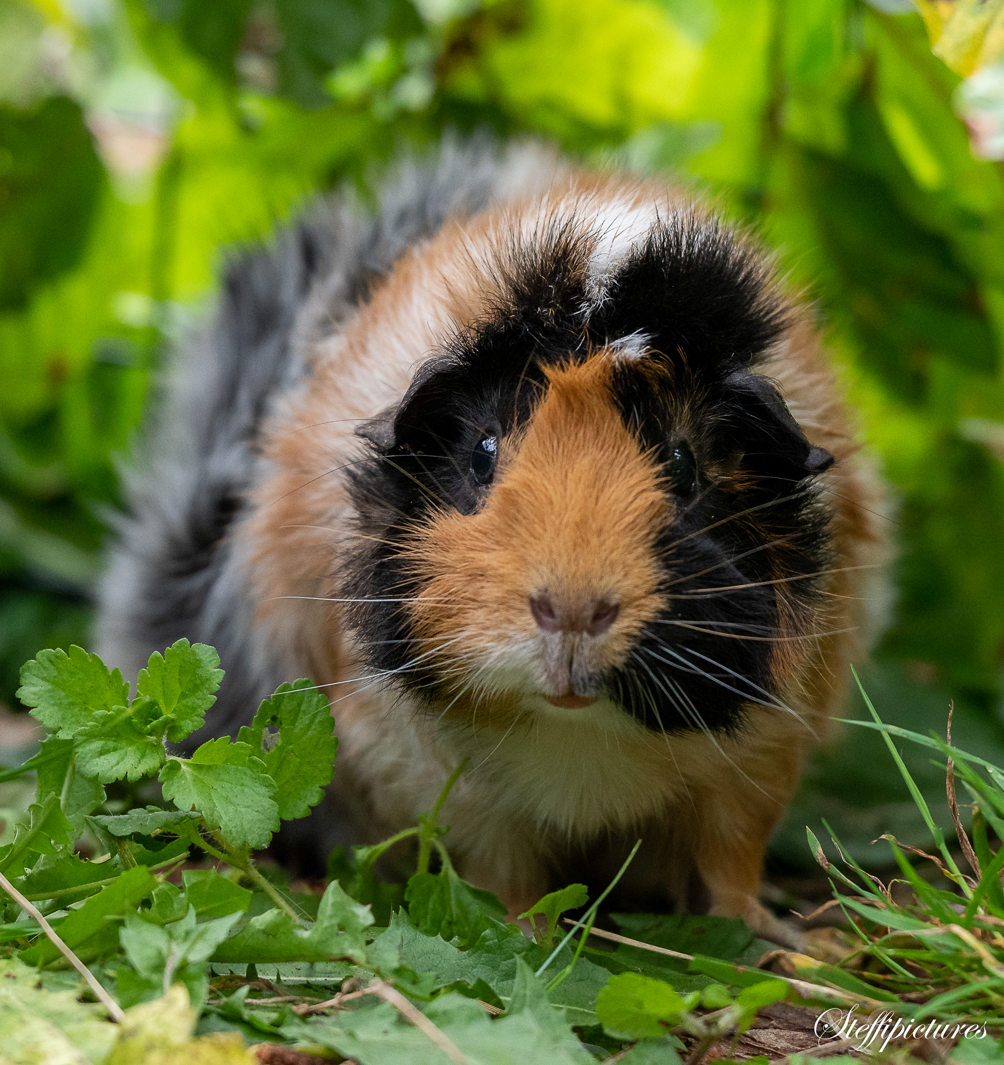 Tiere (22)