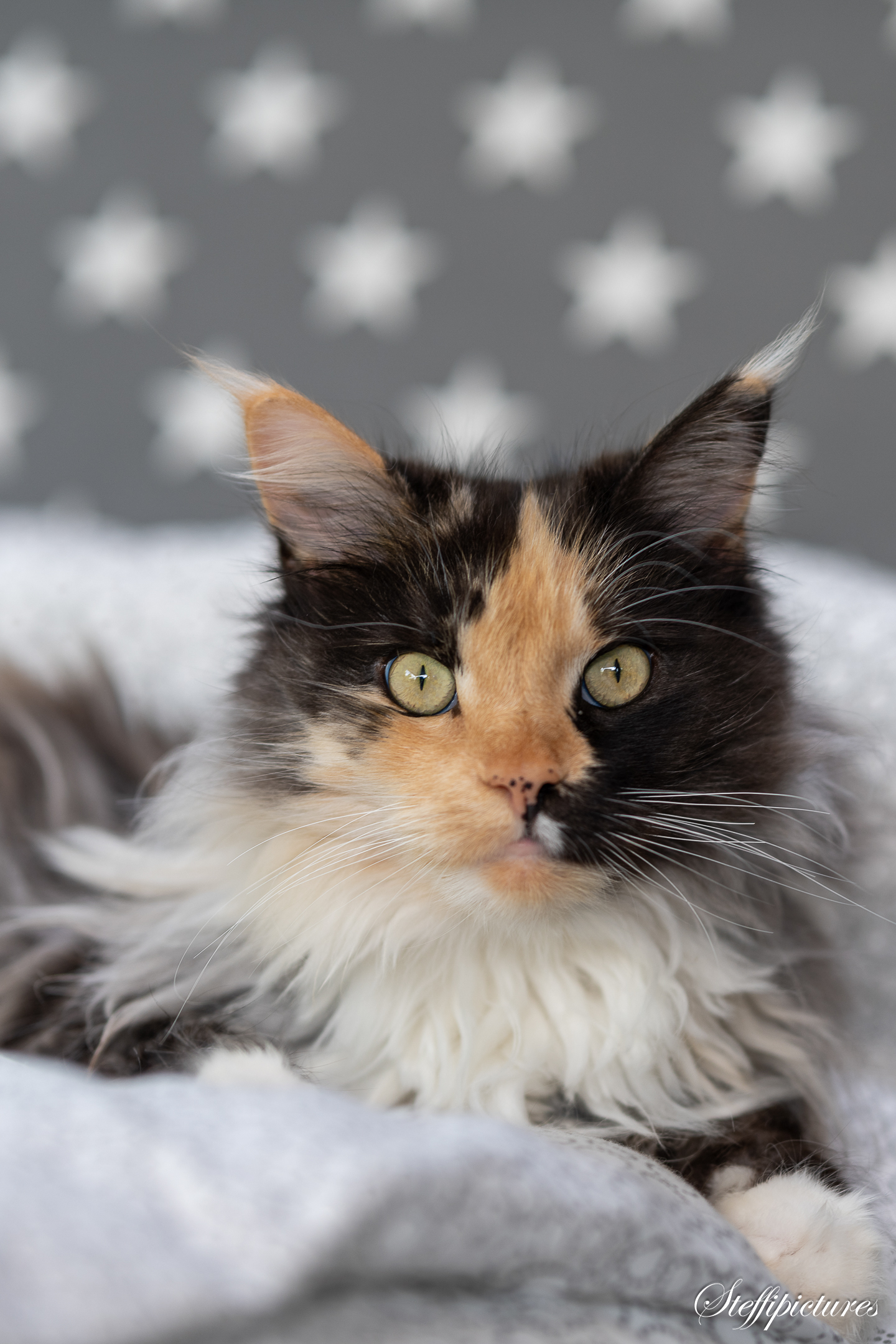 Tiere (25)