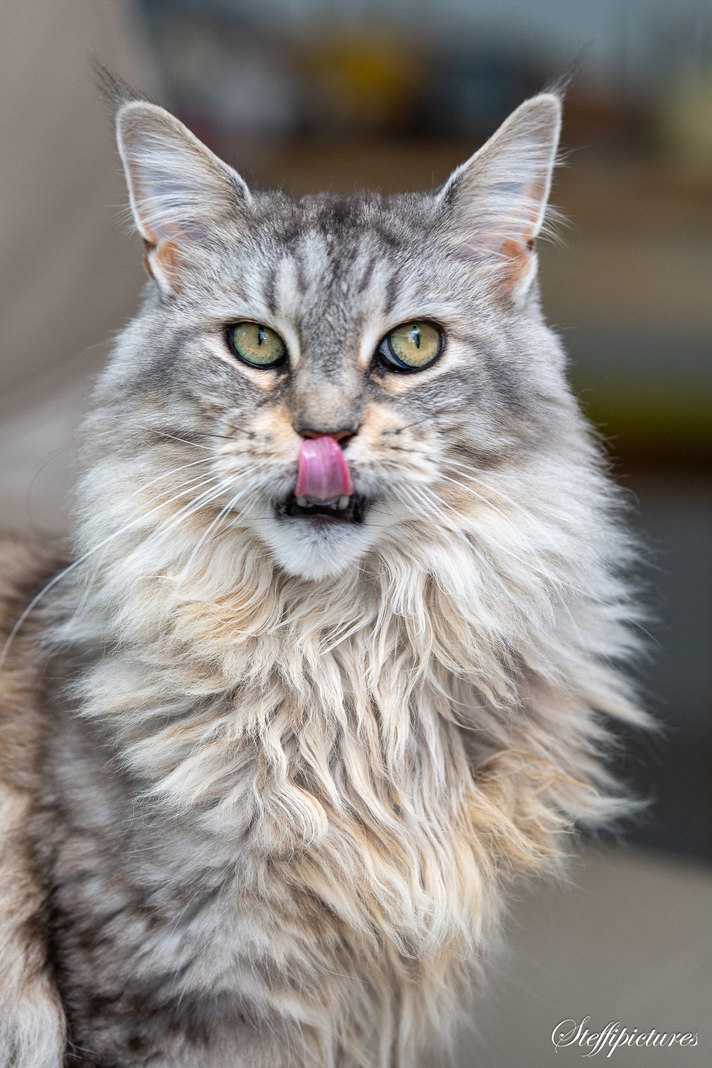 Tiere (31)