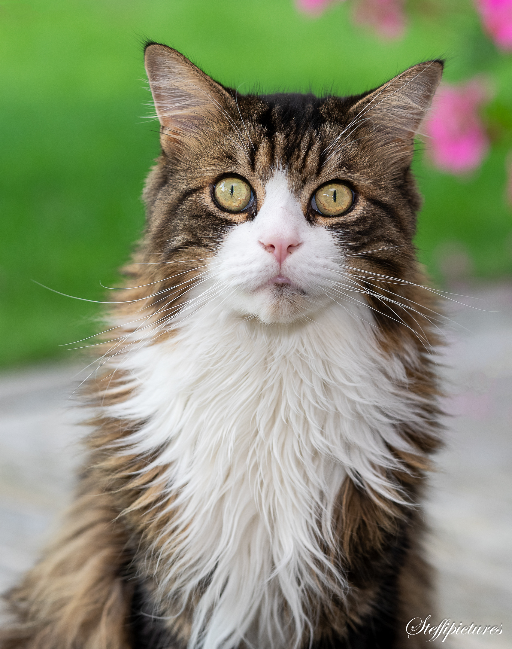 Tiere (37)