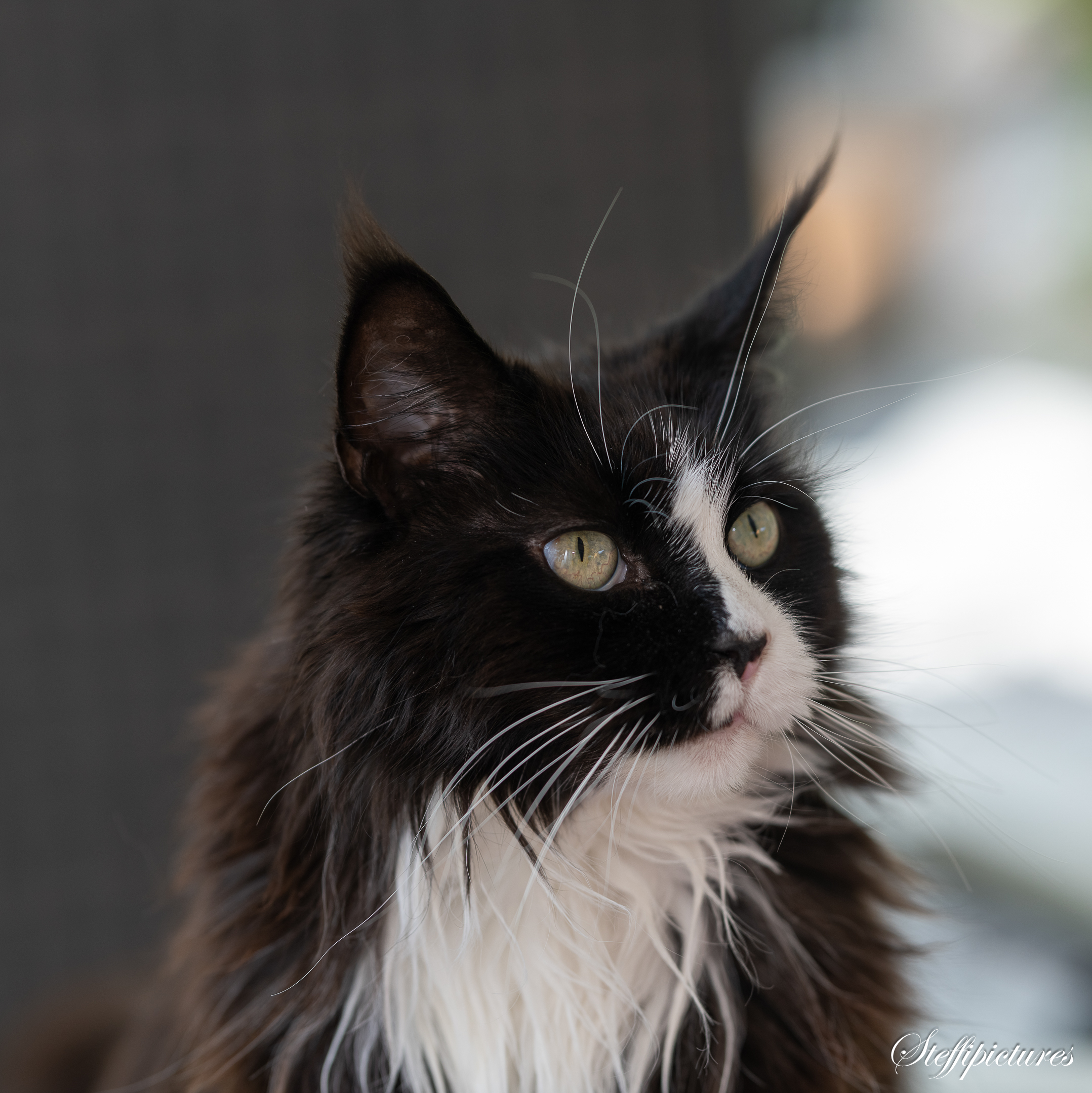 Tiere (39)
