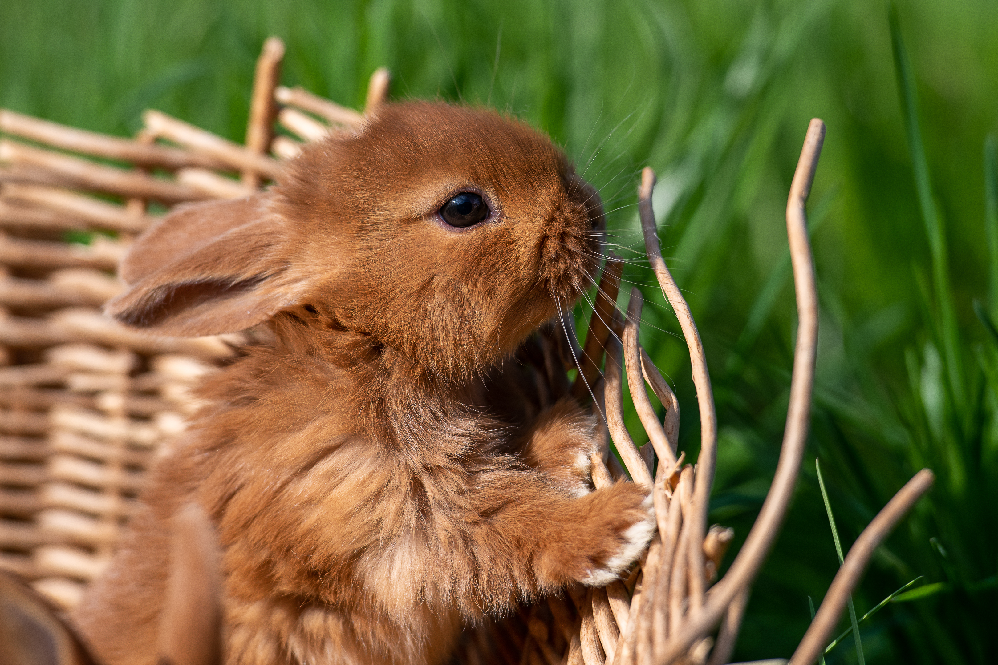 Tiere (4)