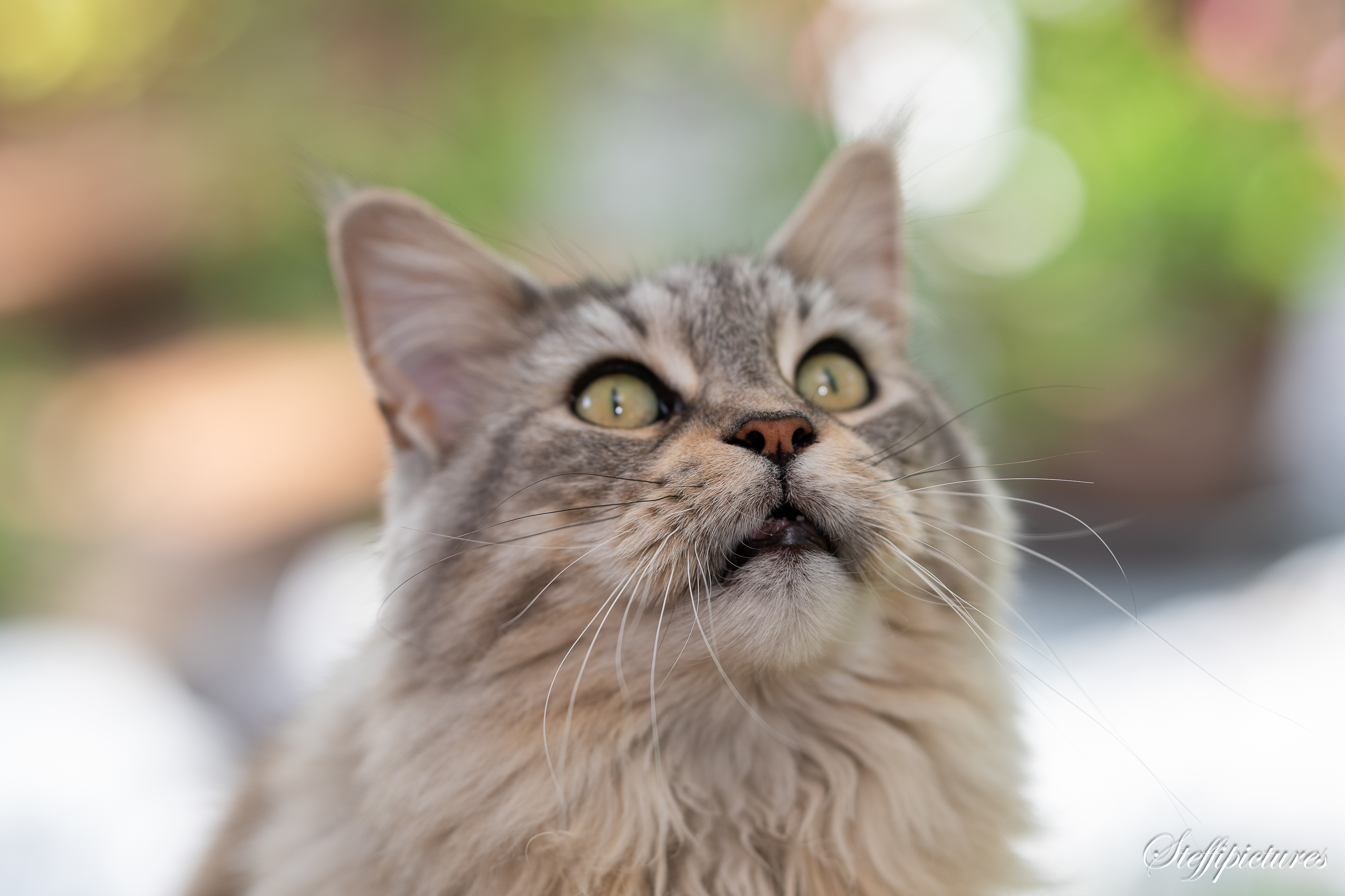 Tiere (50)