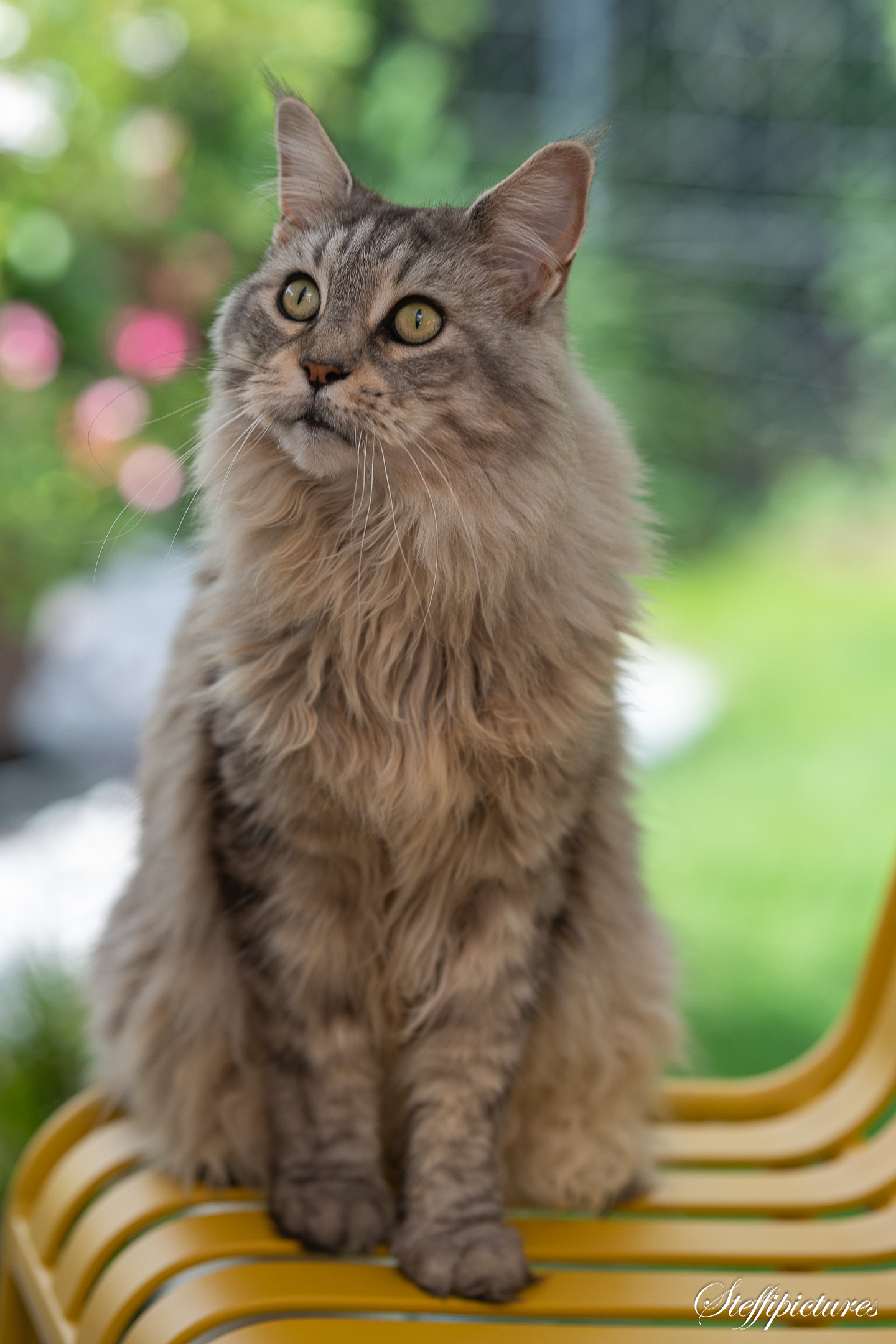 Tiere (55)