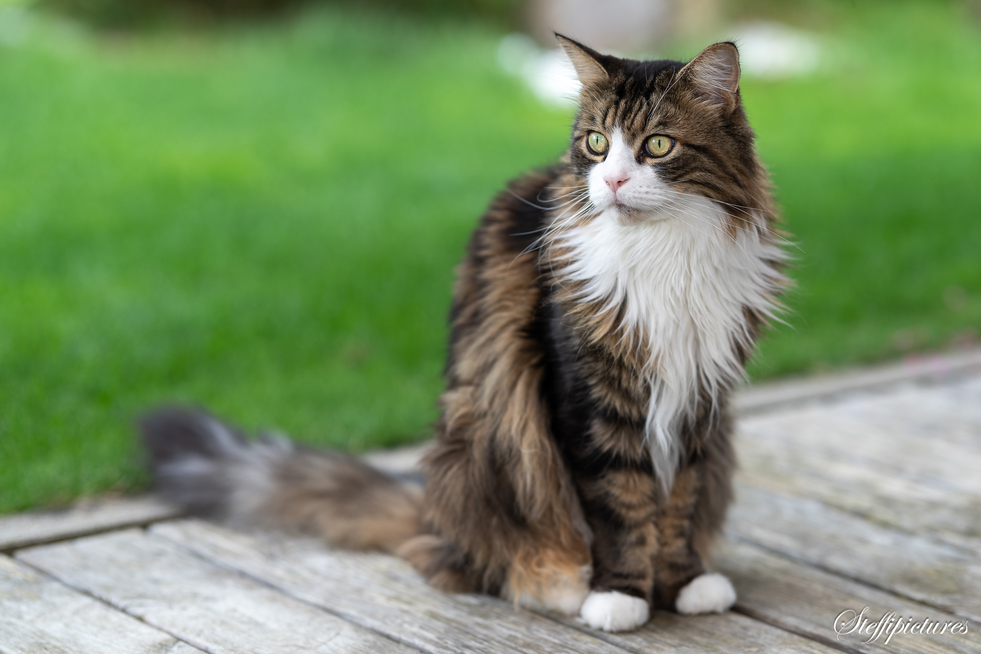 Tiere (56)