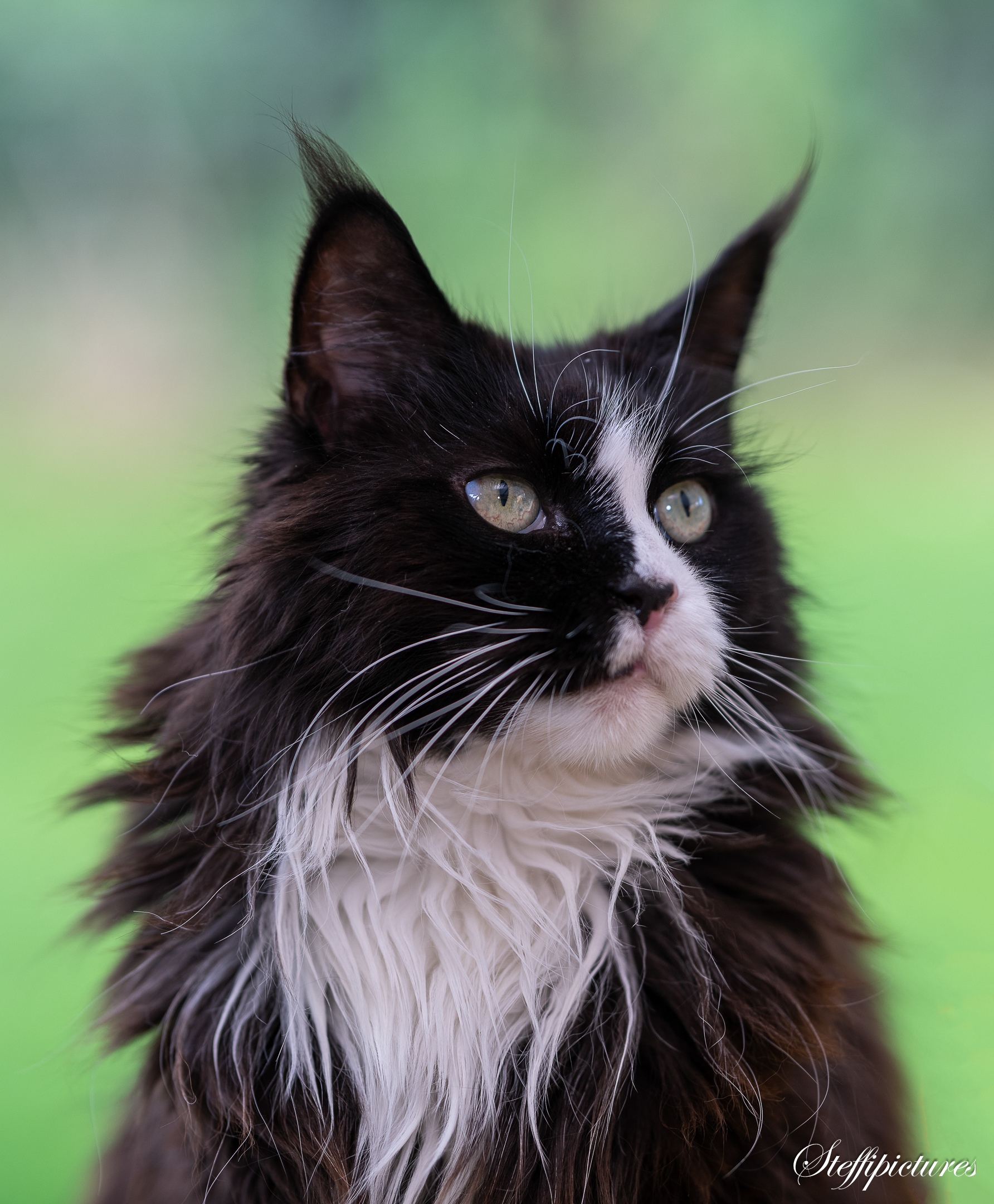 Tiere (59)