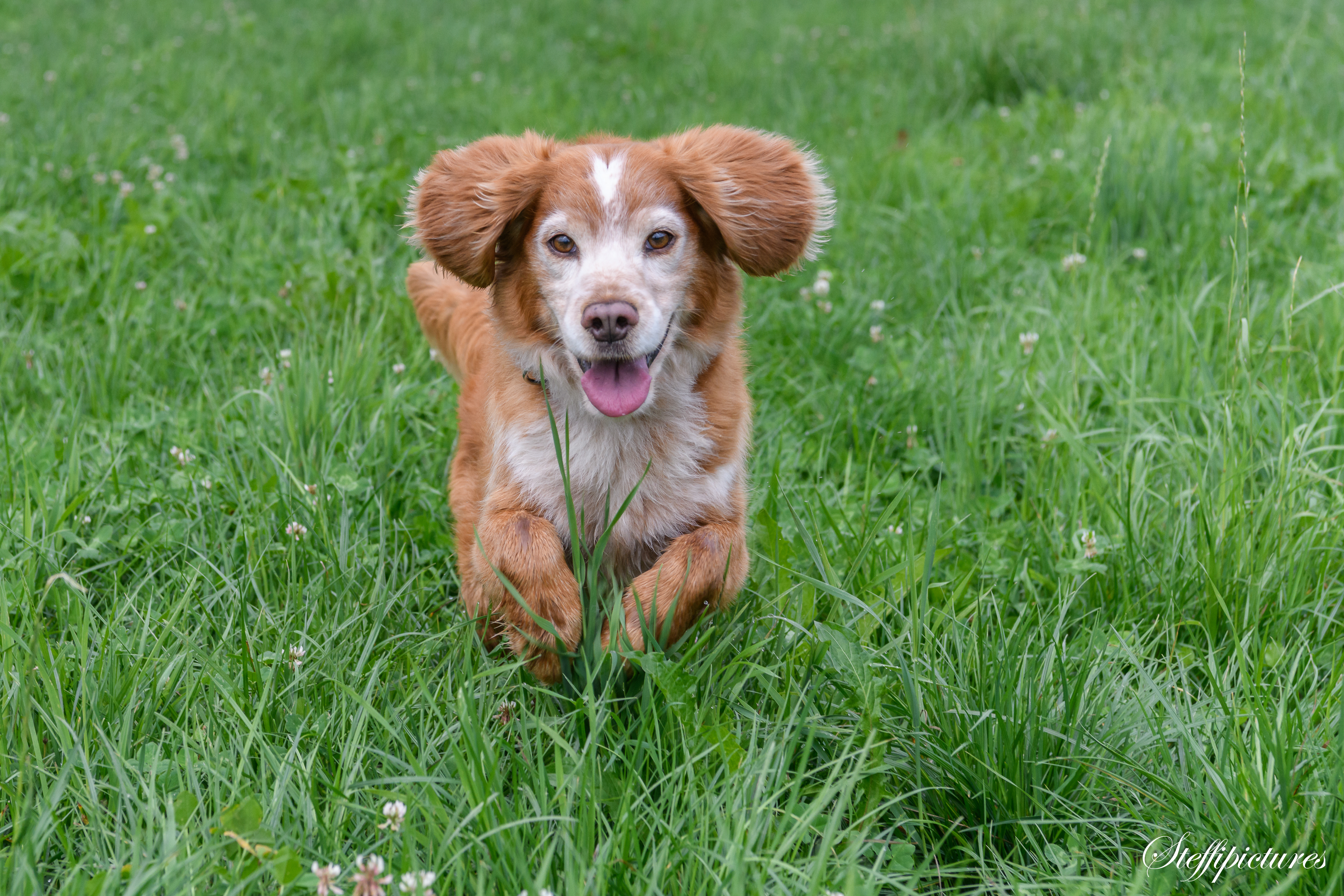 Tiere (6)