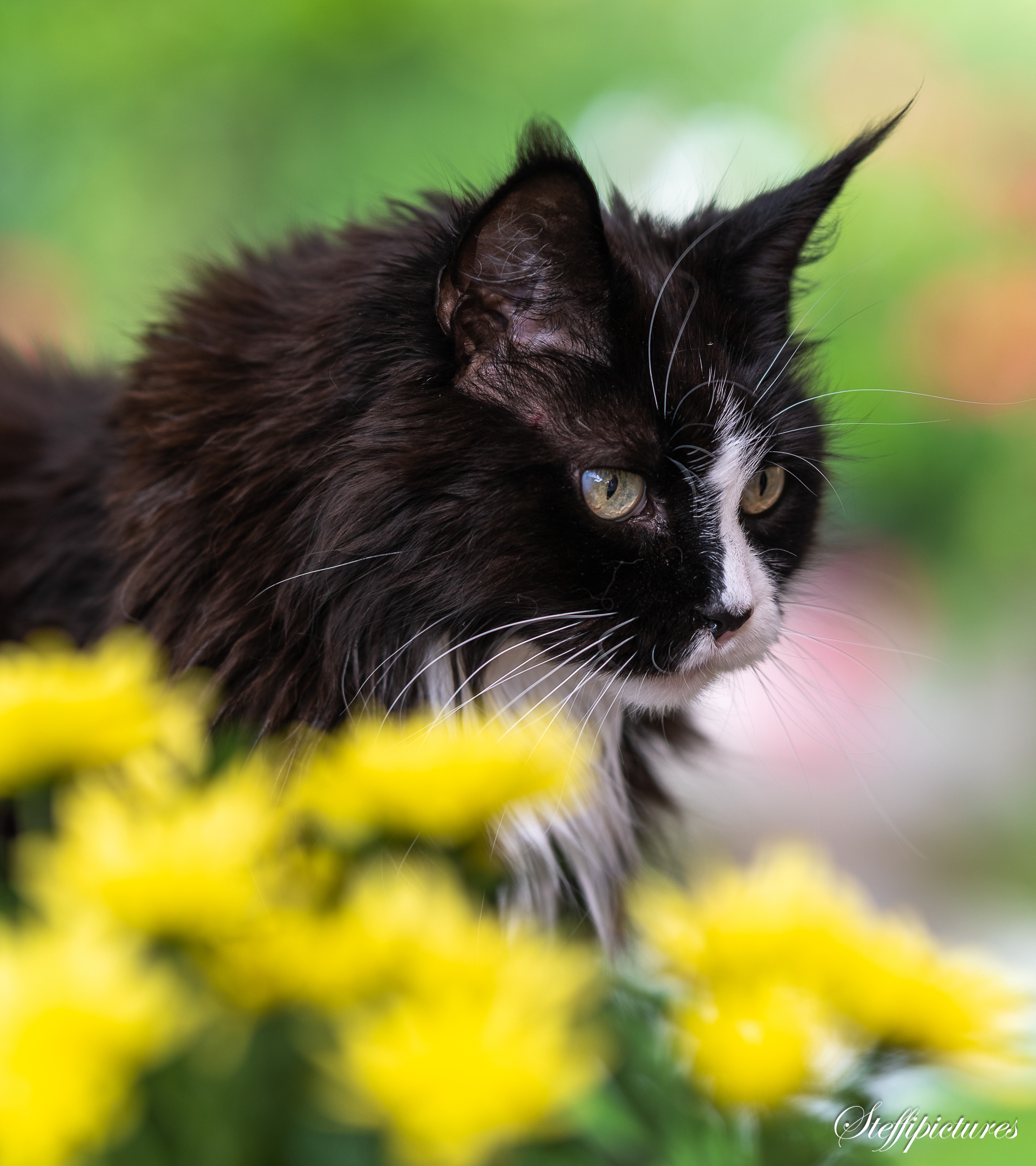 Tiere (63)