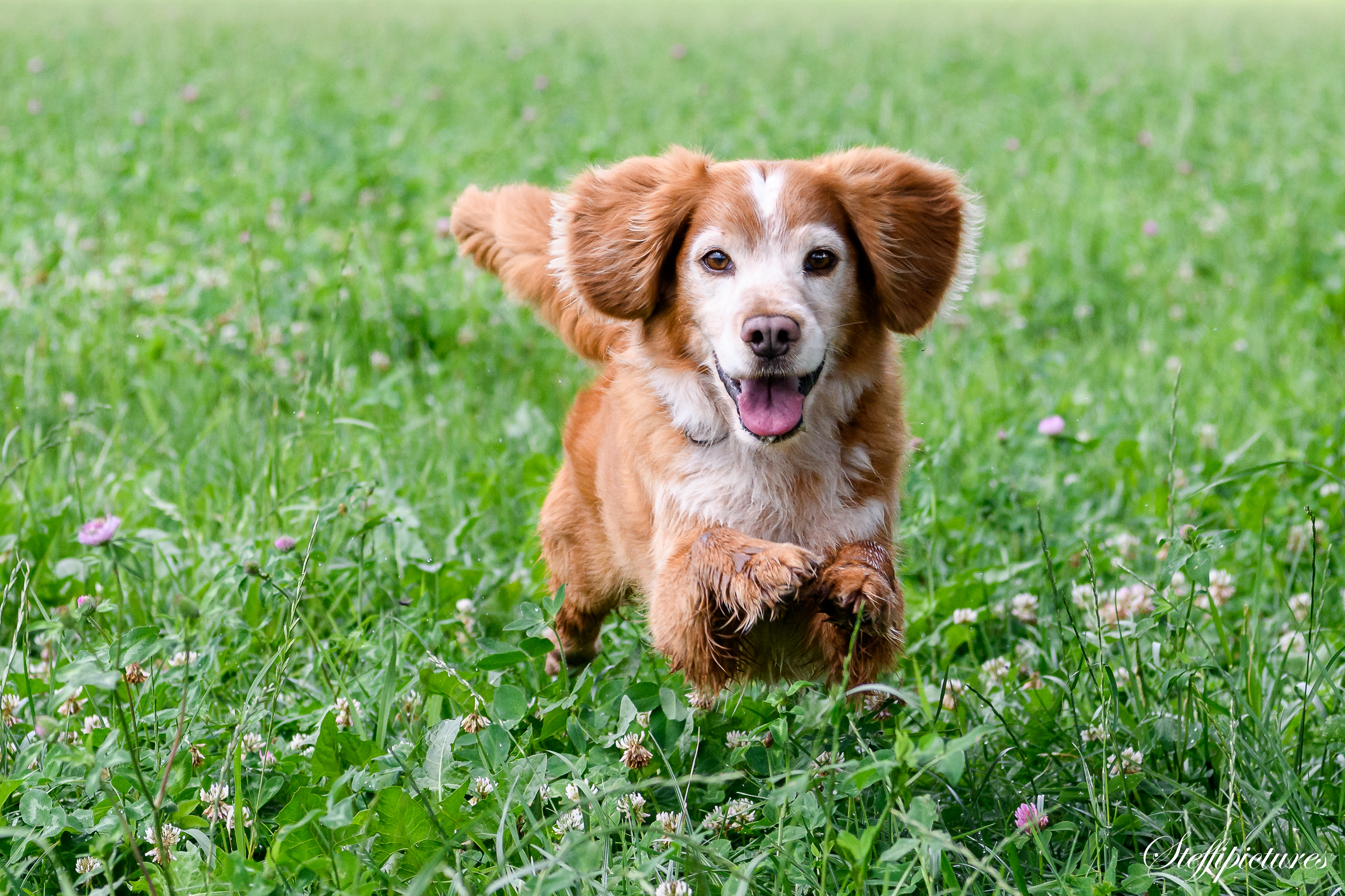 Tiere (7)