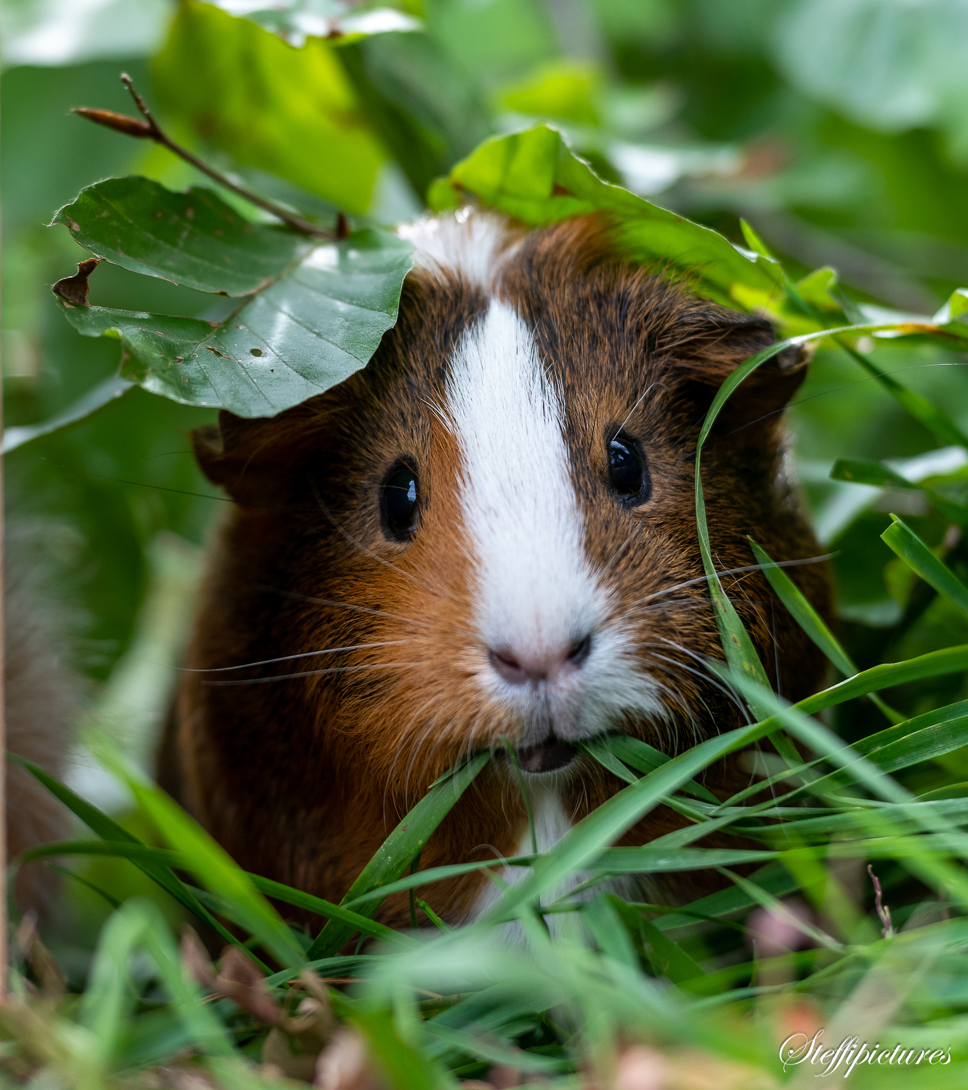 Tiere (70)