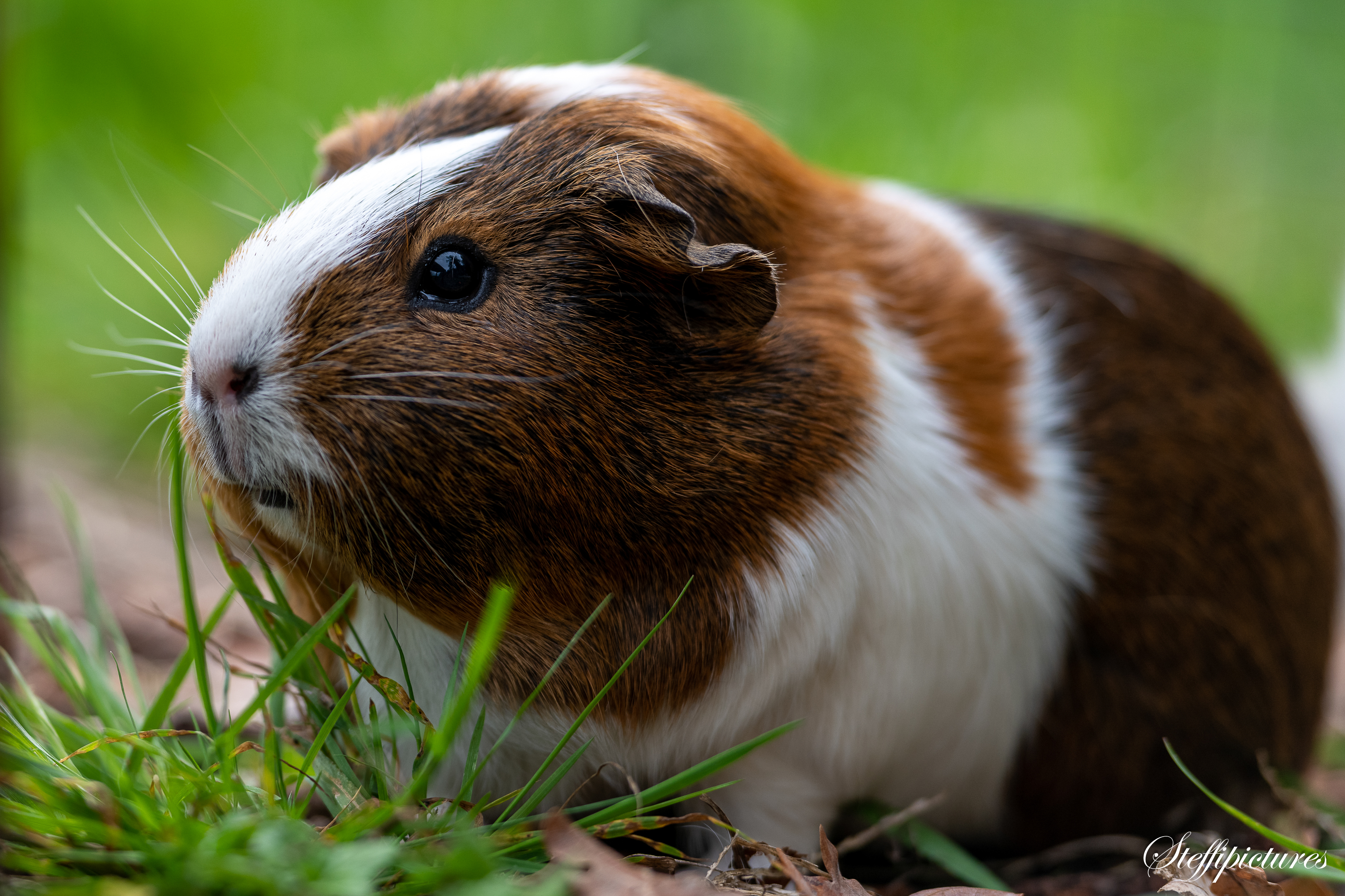 Tiere (71)