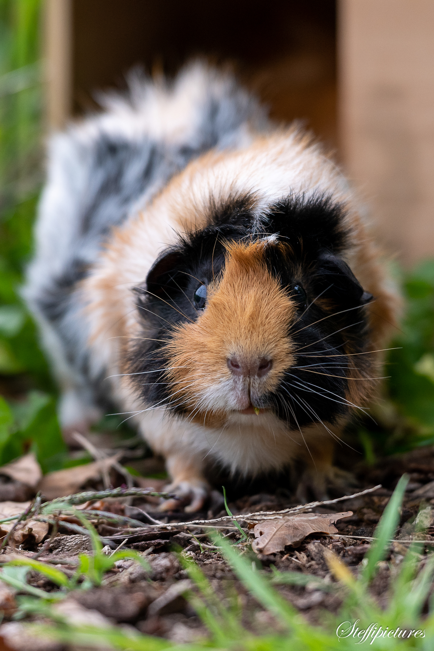 Tiere (72)