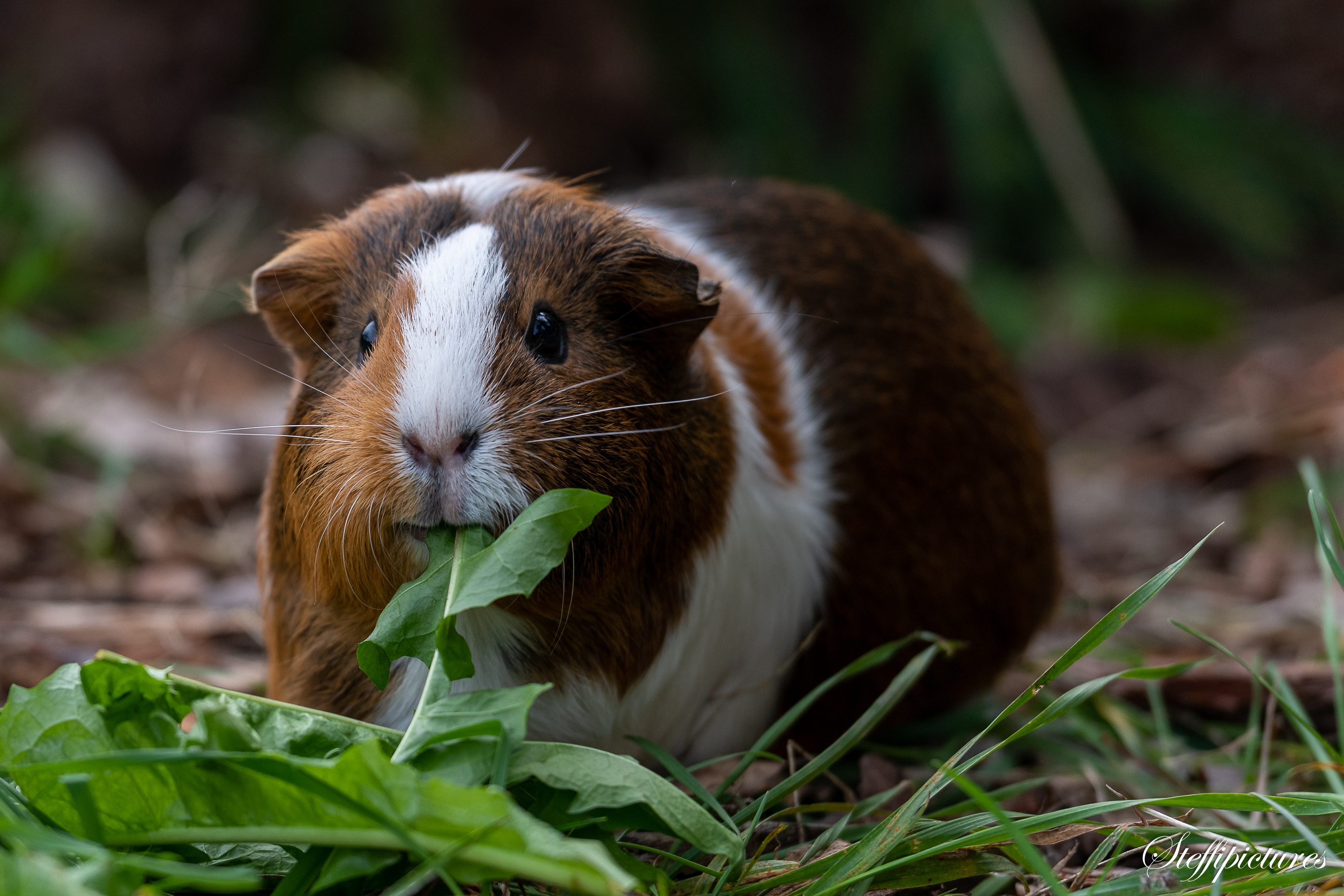 Tiere (76)