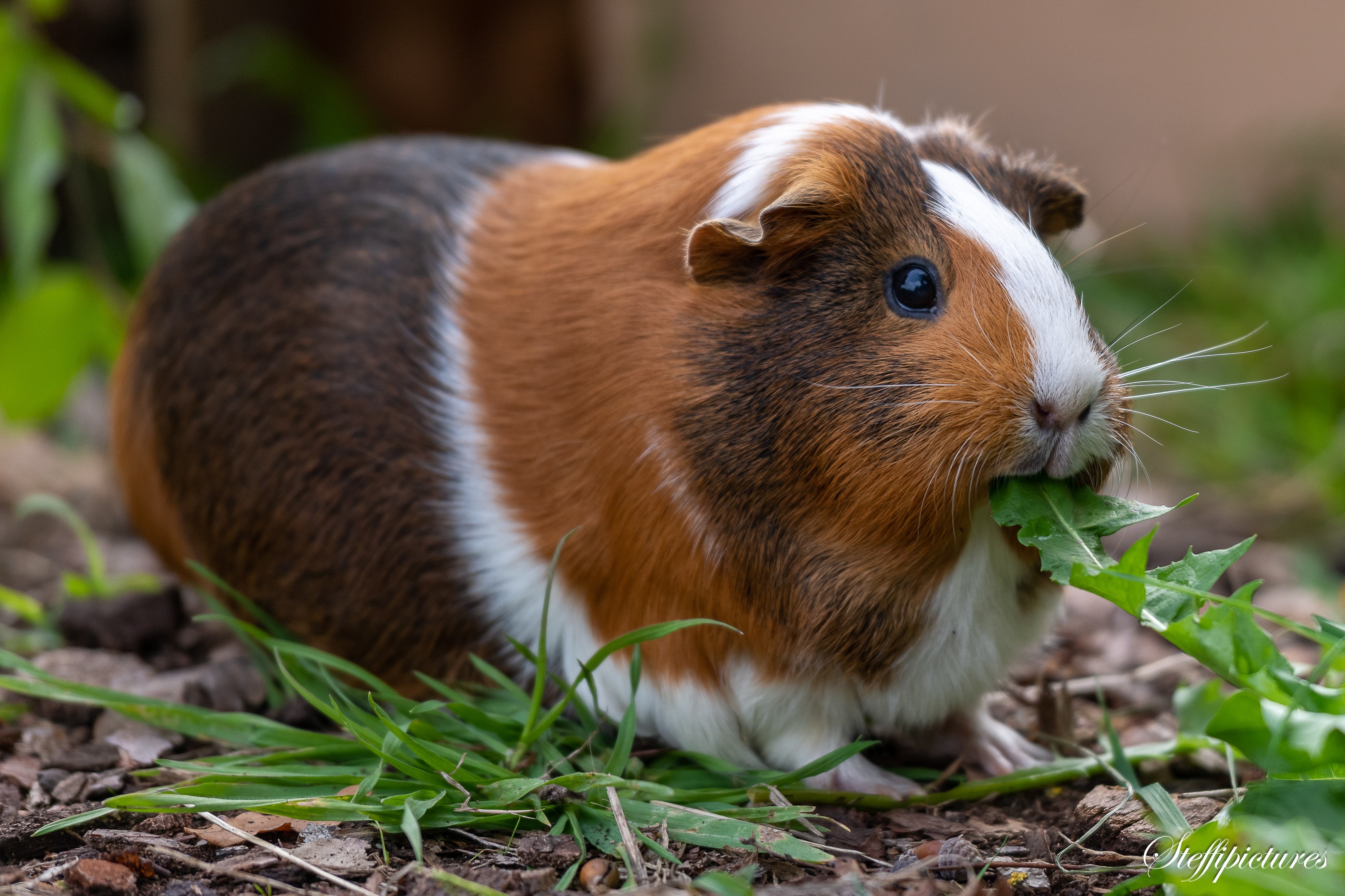 Tiere (78)