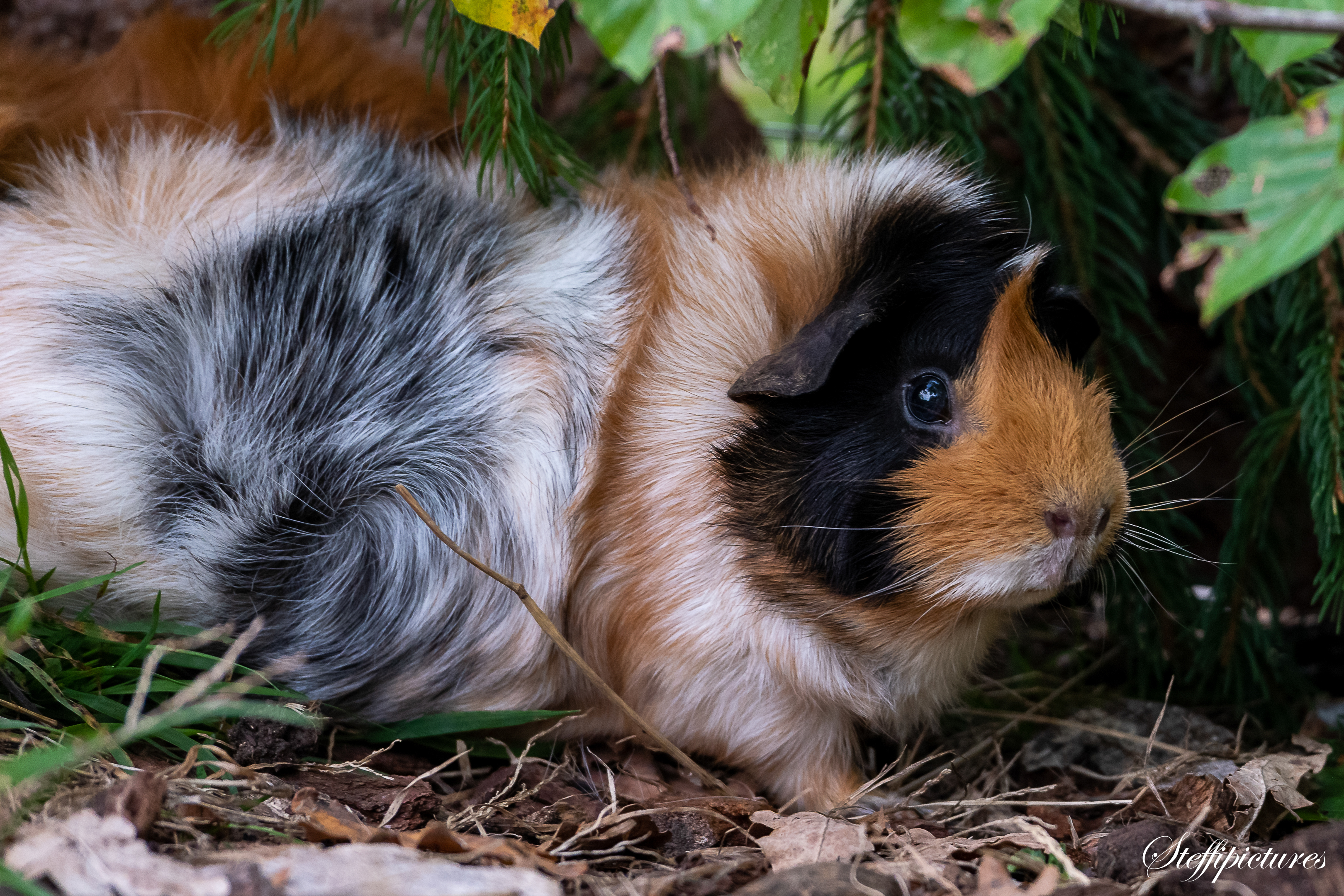 Tiere (79)