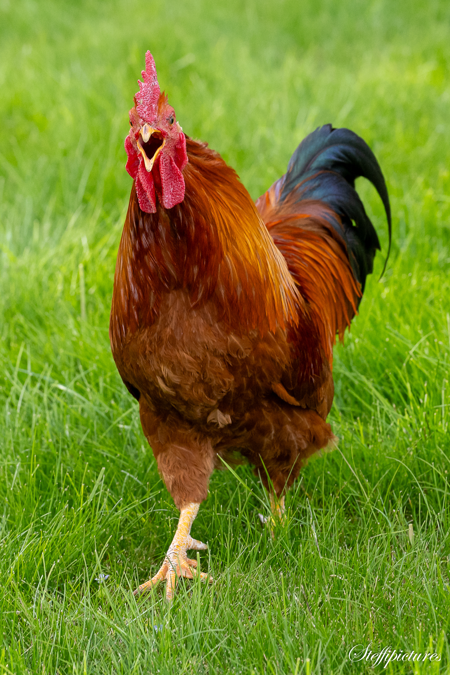Tiere (97)