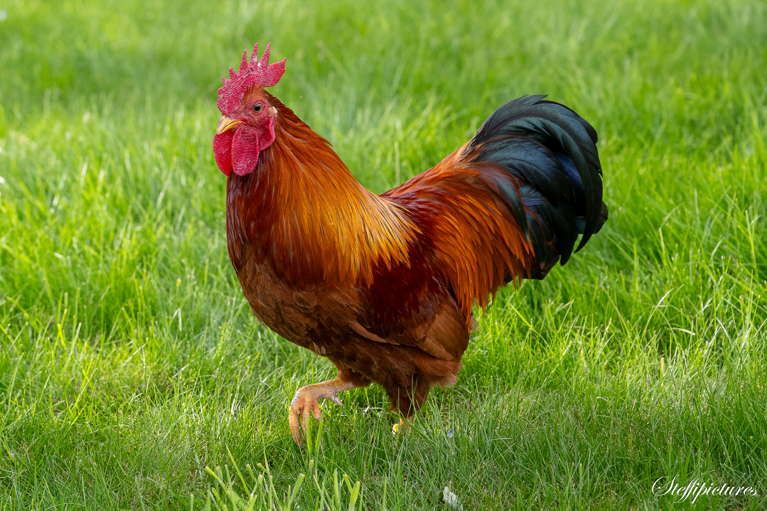 Tiere (98)